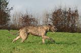 IRISH WOLFHOUND 378